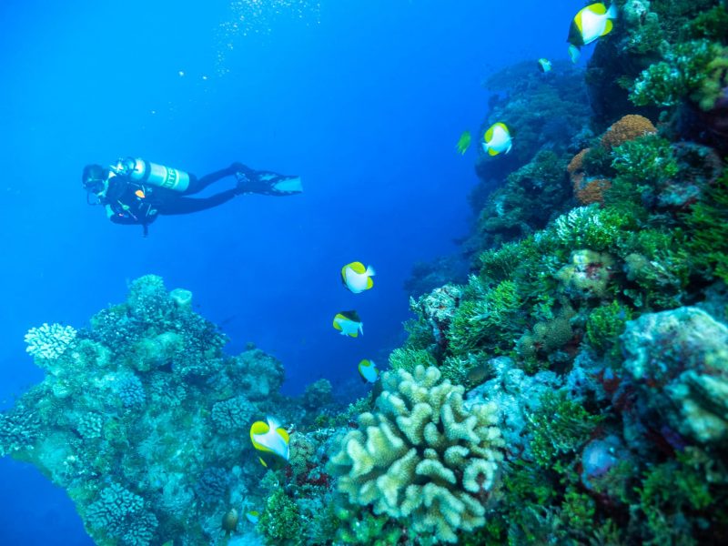 A diver exploring Ribbon Reef, while on a Spirit of Freedom liveaboard experience